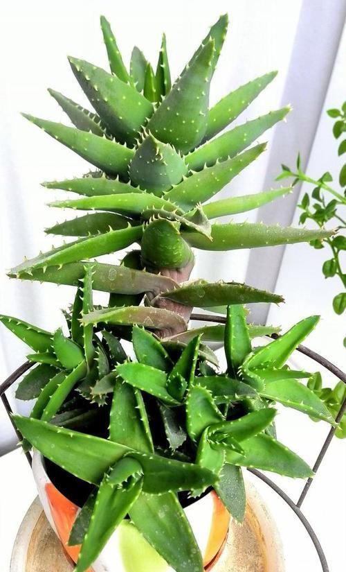 芦荟好养活?不注意此3点,叶子发黄干瘪,更别提爆盆了!