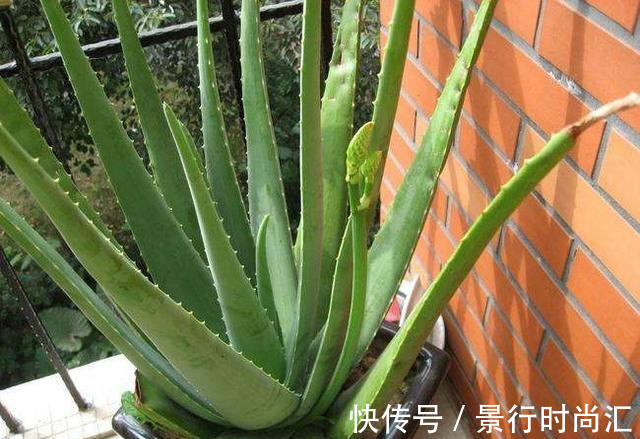 卧室养花，就养几种“健康”花，空气清新促睡眠，一觉睡到大天亮