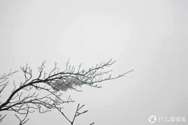 金佛山|夏日忆雪---重庆南川金佛山赏雪记