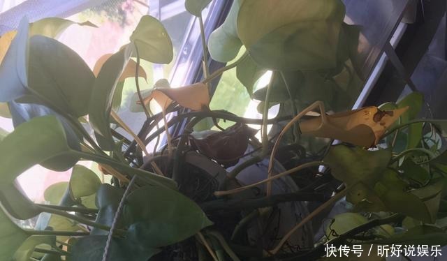 导致|绿萝突然蔫掉了!暖气导致的,想要绿萝不蔫,坚持每天浇水