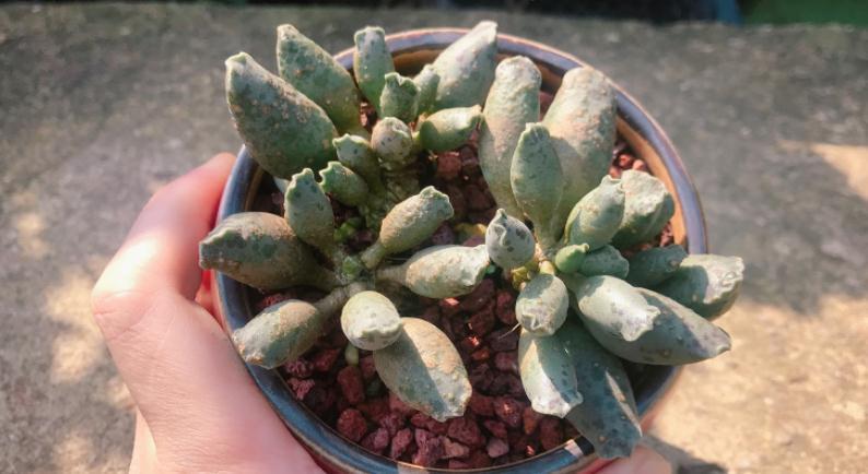 老桩|遵循这3大规则,冬天养多肉,家庭盆栽才不会出问题