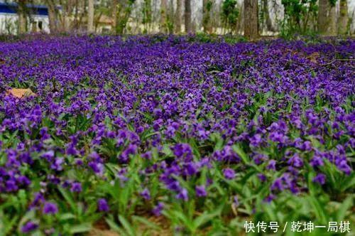 春季开紫色花的草