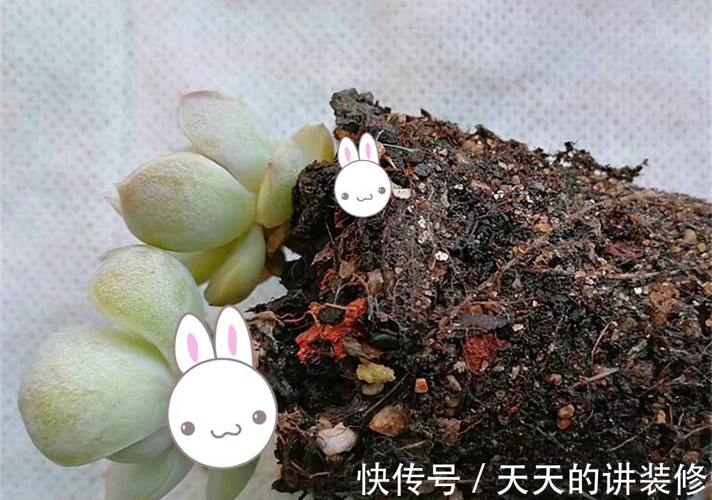 多肉一直不在状态,可能是养护顺序弄错了,十三字养护秘诀请记好