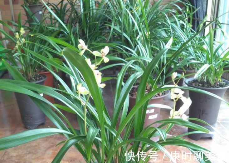 兰花|出门随手捡“3物”回来,丢兰花盆里,营养又透气,不烂根开花多