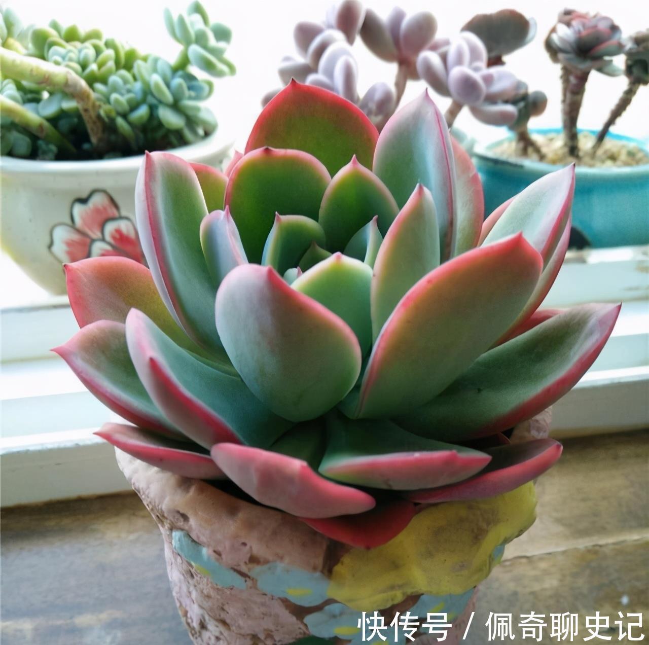 多肉喜“酸”还是喜“碱”?一个配土“小原则”,多肉个个养的棒