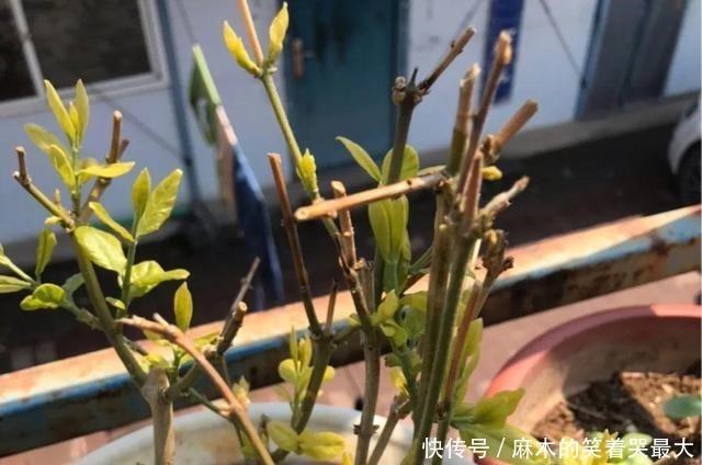 公认难养的6种花,新手慎买,养不活还浪费钱!