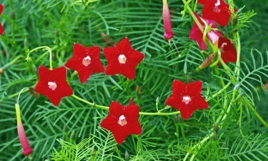 4种花现在养刚刚好,冬天开花很漂亮,对待新手很友好