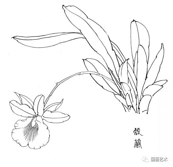  白描|花卉白描图谱选页分享