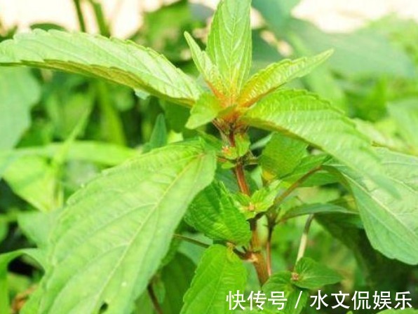 野生蔬菜|乡下常见的铁苋菜,除了是上好野菜以外,还能拿来入药,价值高