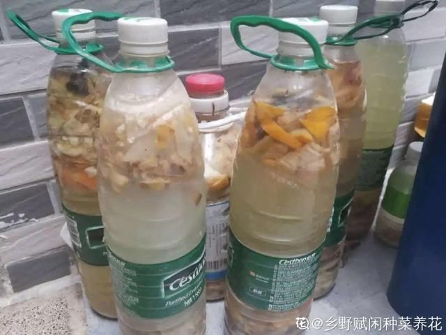 9种花真是老酒鬼,5天一小杯,叶子绿得像打蜡