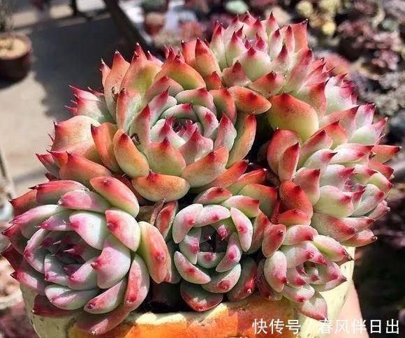 冬天养多肉,3个“不小心”,个个“徒成狗”?砍头才是硬道理