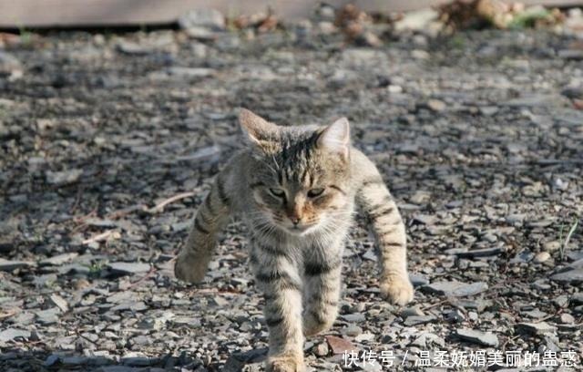 宠物|那个专注于手办狂魔的岛国小哥,如今开了微博,漫迷的评论太有趣