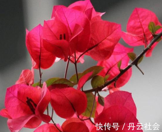 叶子花|三角梅的养护方法全在这里,赶快看看,超级实用