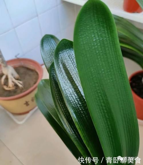 花根|高手都用啤酒养君子兰，具体有啥好处？可能很多人都不知道！