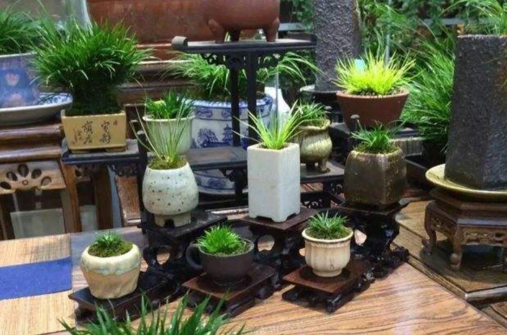 山上3种“植物”,做成小盆景,趣味盎然,观赏性强