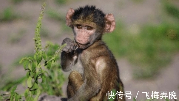 运势|10月22日-11月5日，羊、猴、生肖虎运势攻略，贵人提携，事业咸鱼翻身