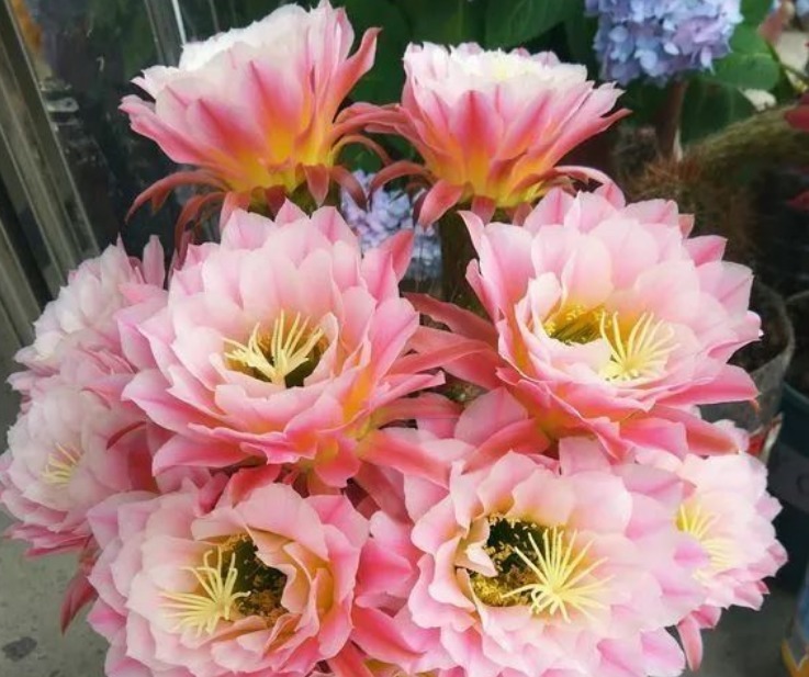 “1种花”开花特漂亮,却从来不长叶子,漂亮又好养,一养就上瘾