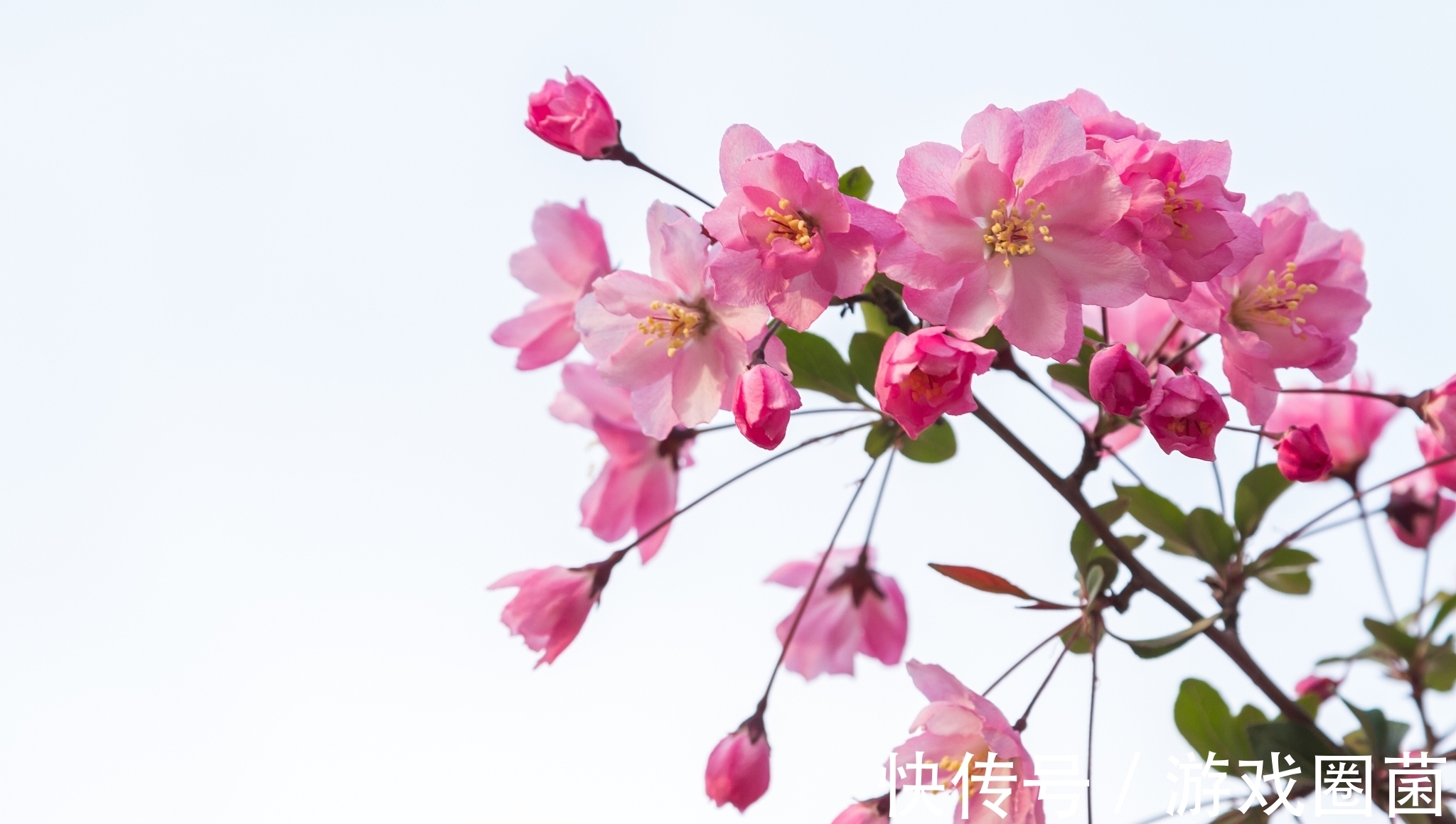 海棠$一代文宗元好问诗5首,他的诗算得上是金元时期的佳作,您认同吗