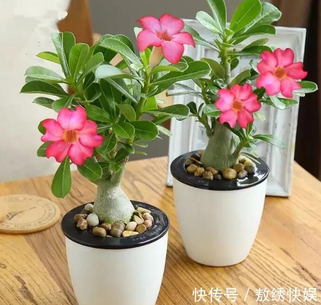 土壤贫瘠、结块，该怎么改善用上这“2种药”，养花没压力