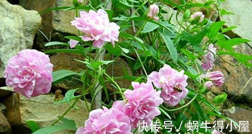 缠枝牡丹|7月买花有讲究，6种花正花苞满枝，带回家清香宜人小半年