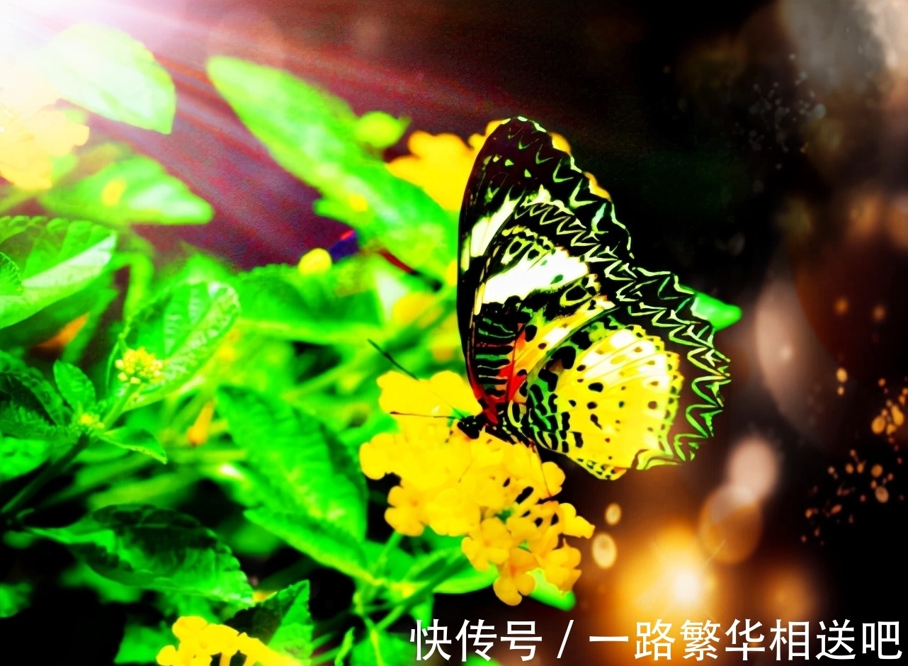 严羽&古诗词常用典故:五里雾中 野狐禅