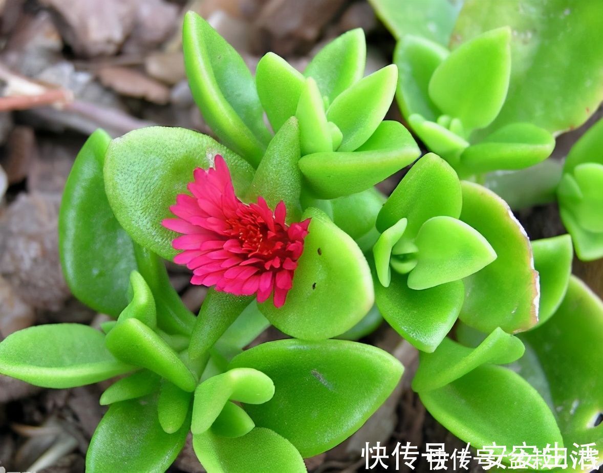 牡丹吊兰|四种“吊兰花”,养在室内都好看,喜欢花的人了解下