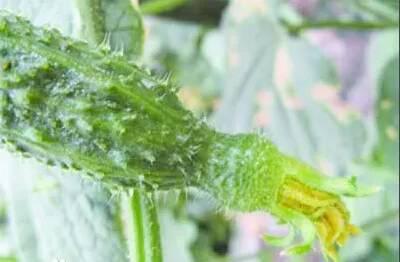 去菜市场买菜时，此种菜不要买，为了家人健康该清楚，别不在意