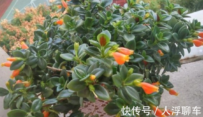 观赏性|新型室内盆栽植物,比绿萝还好养,花叶俱美,三季开花,值得拥有