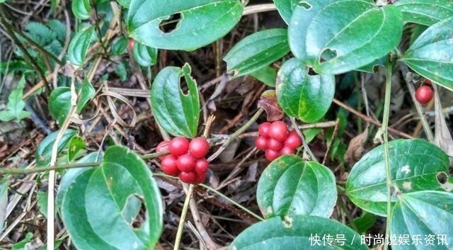 野果|果实小还有点涩,80后有吃过,如今经常被除,根茎30元一斤!