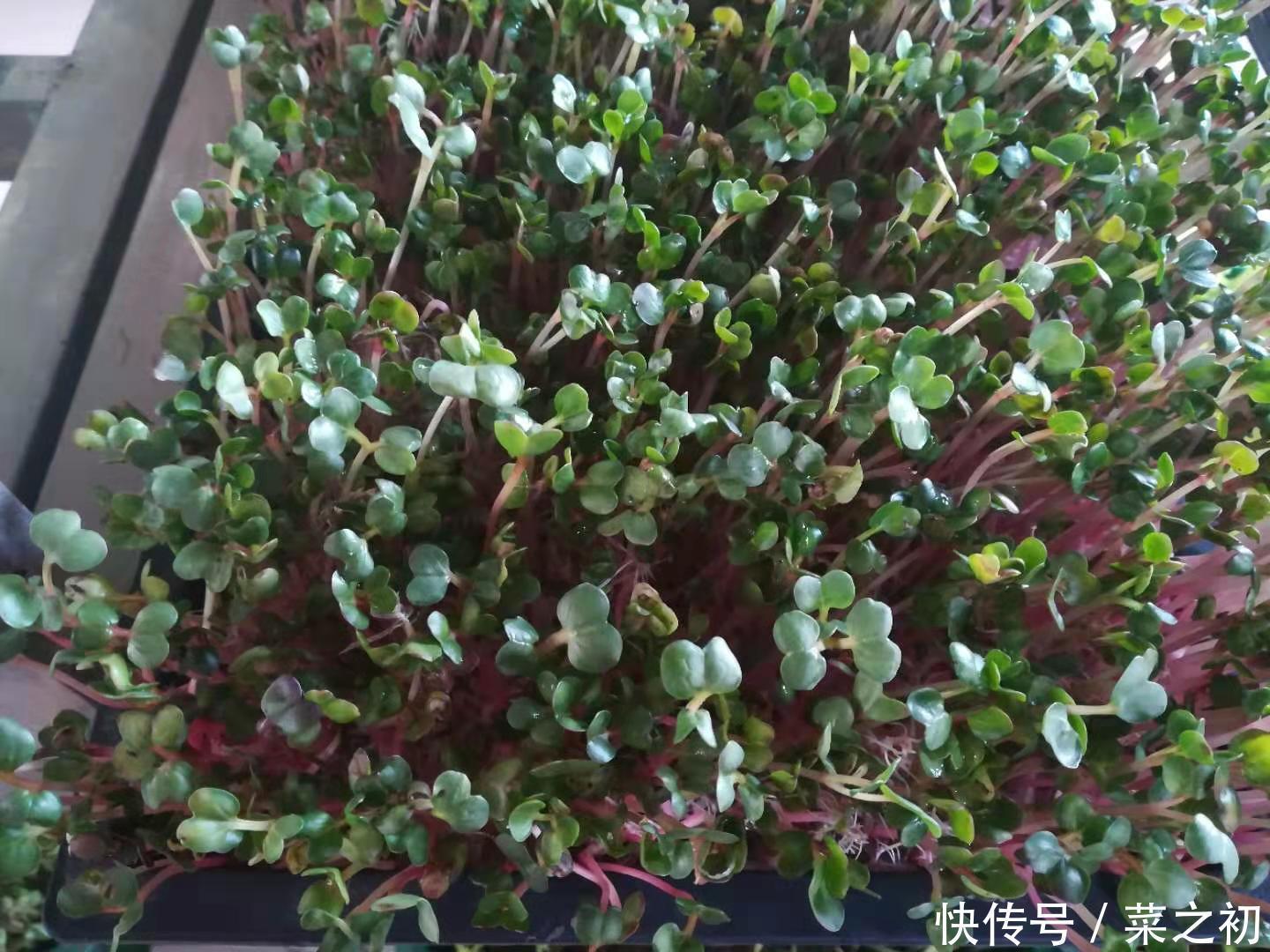 蘿卜苗的催芽管理方法是怎樣的？