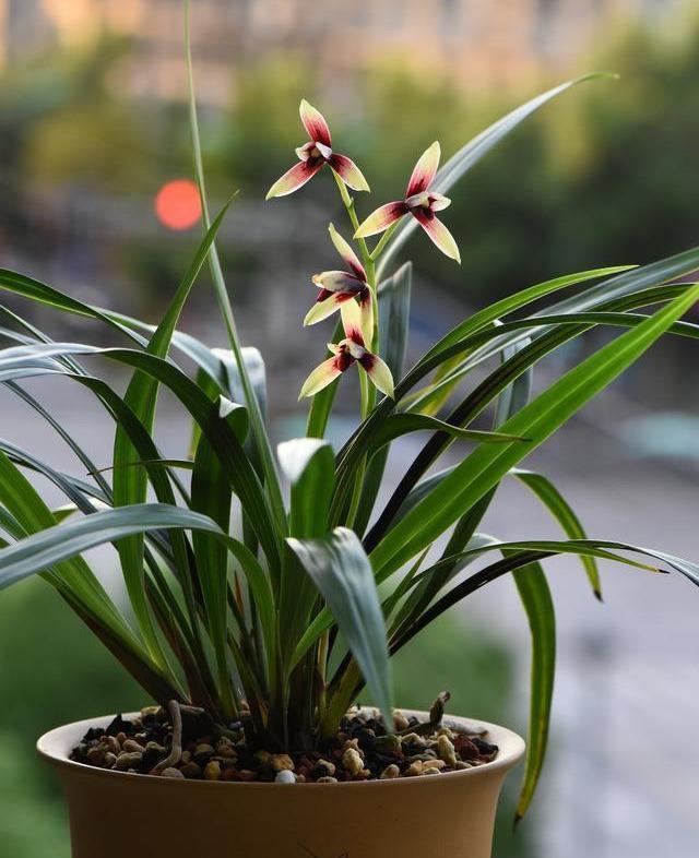  不烂|兰花喜欢“三垃圾”，土里埋一点，不烂根猛窜芽，爆出一圈大花苞