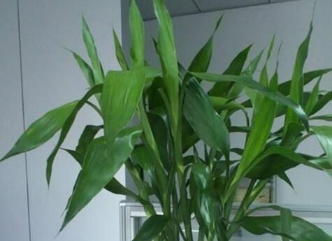 养富贵竹,做到“2勤、1少、1多”,新叶呼呼冒,枝粗叶绿蹿得快