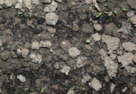 养花的土,这样消毒“处理一下”,没有虫子病菌,花草长得旺!