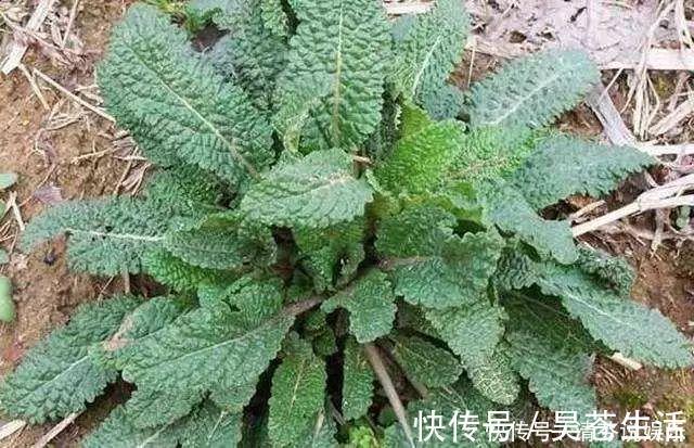 祛风|农村到处都是宝,3种野草,祛风湿,养肝护肝,养心安神,抗衰老