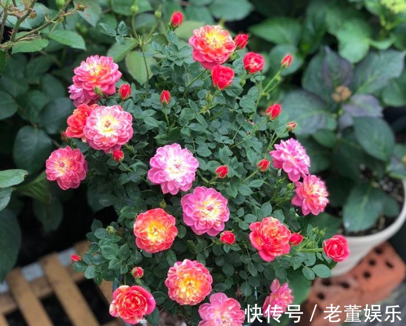 苦苣苔科|秋季养这四款花卉,四季花开不断,一盆千百朵,花色美丽不费心