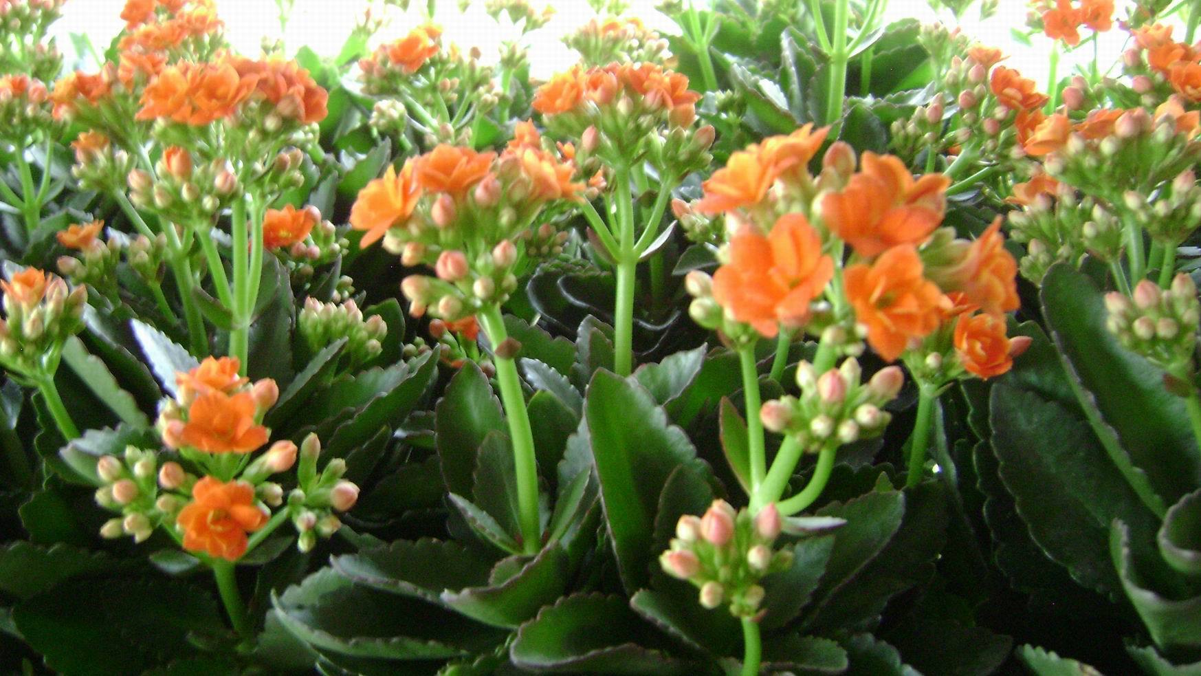 想养好长寿花很简单,知道这些方法,可以使长寿花花期长开花旺!