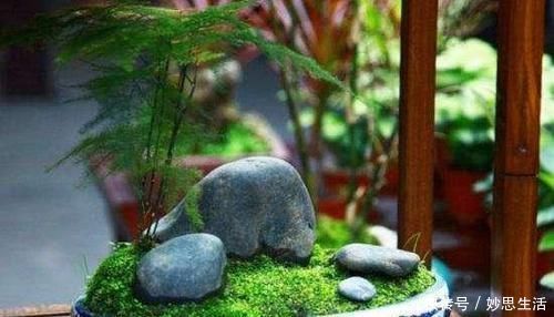 紫砂|想要文竹养的好，三步要做到，叶子绿，株型美还能开出花来