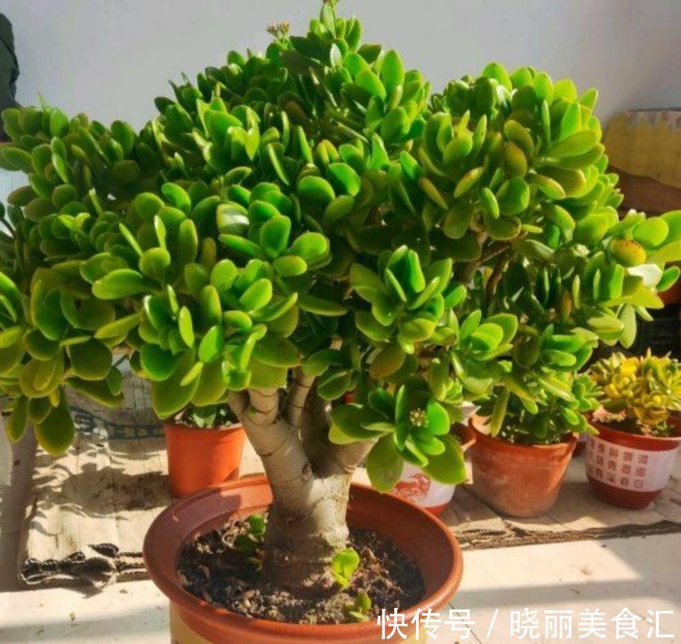 10种花“冷天”长得慢，“穷养”多晒更健壮，不然易烂根，难过冬