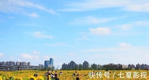 波斯菊|国庆不想人挤人？上海4万平方米的粉色花海绽放，地铁5号线直达