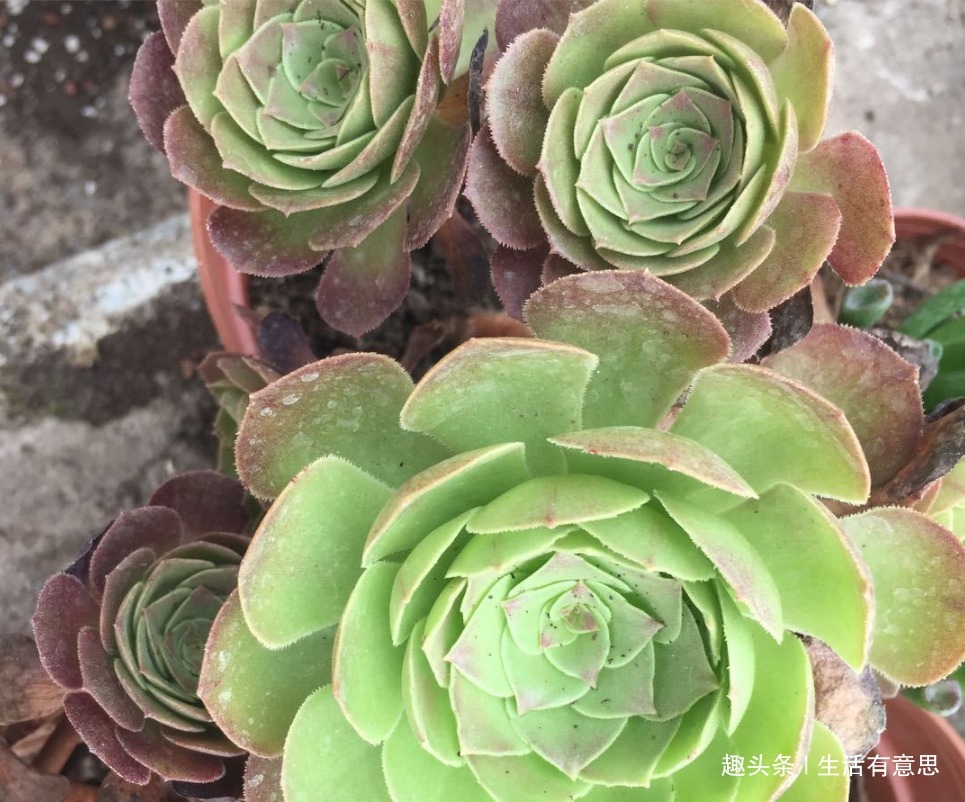 它们,形相似,名有别,肉一样,色不同,几款多肉“莲花”好爆盆