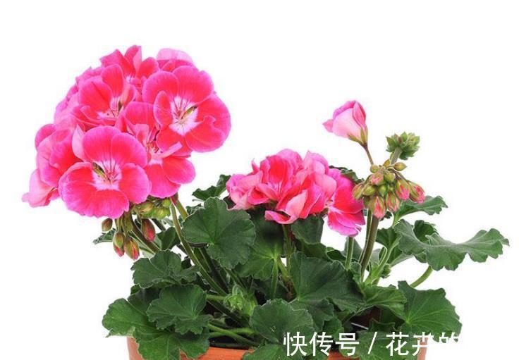 施肥|天竺葵不开花怎么办，注意4个方面天竺葵就能很快开花了