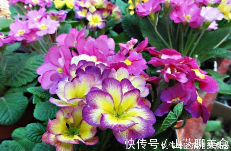 邻居阳台只养3种花,开花后,惊艳了全小区,纷纷来参加!