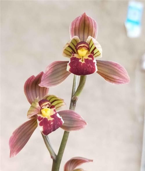  花型|新手养兰花，这款很合适，花型正格，叶艺很完美，花开时满室皆香