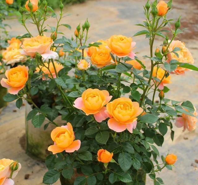 硫酸亚铁|40年老花友的养花浇水秘方，今天分享给大家