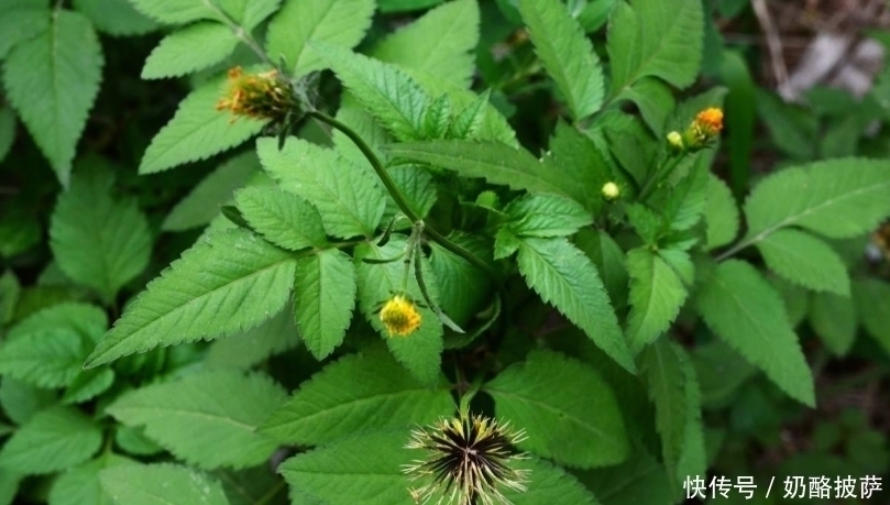 清热解毒|立秋后,体内湿气重,莫慌常用此草泡水喝,清热解毒,祛风除湿