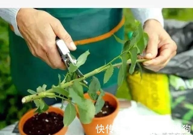 只需要剪一段月季枝条,就能轻松繁殖一大盆!