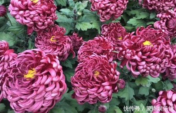 新手养花,不如养一盆“墨狮”,花似沉睡雄狮,花期长适合盆栽养