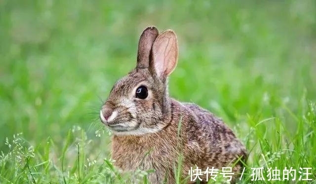 金兔|恭喜“大金兔”！若出生在这四个季节，下半年好运连连，大器晚成