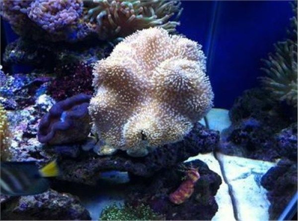 珊瑚不仅长得好看 用作药材功效非常广泛 快资讯