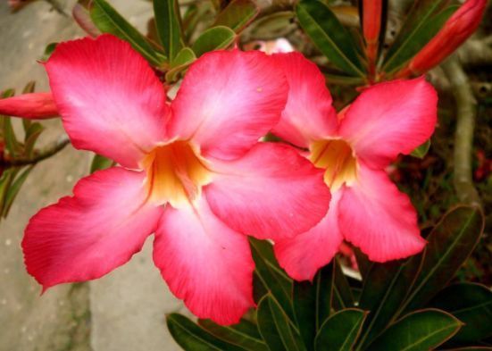 一养就上瘾的4种花,婀娜多姿,绚丽多彩,美到让人窒息!